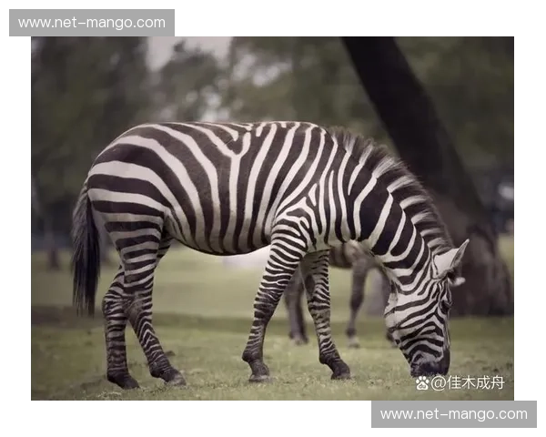 斑马与马：一场关于“顺从”与“野性”的终极灵魂较量